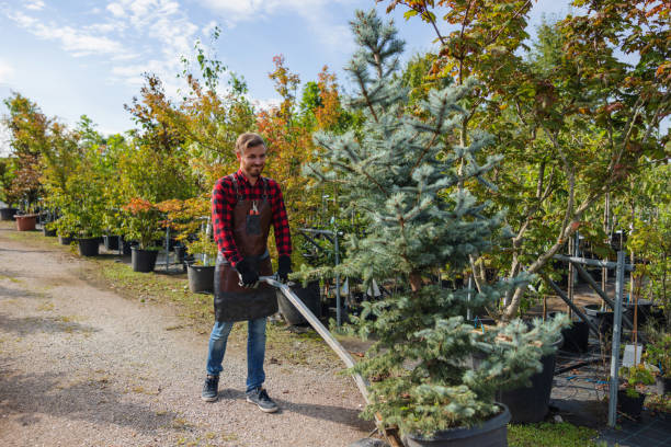 Best Commercial Tree Services  in Woonsocket, RI